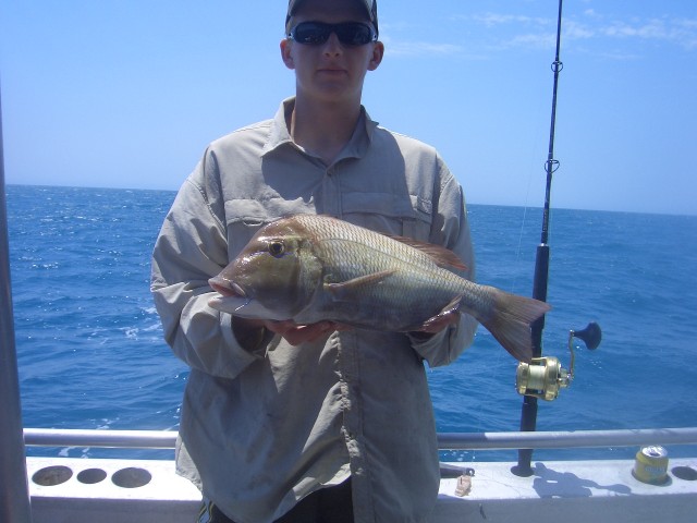 Another snapper